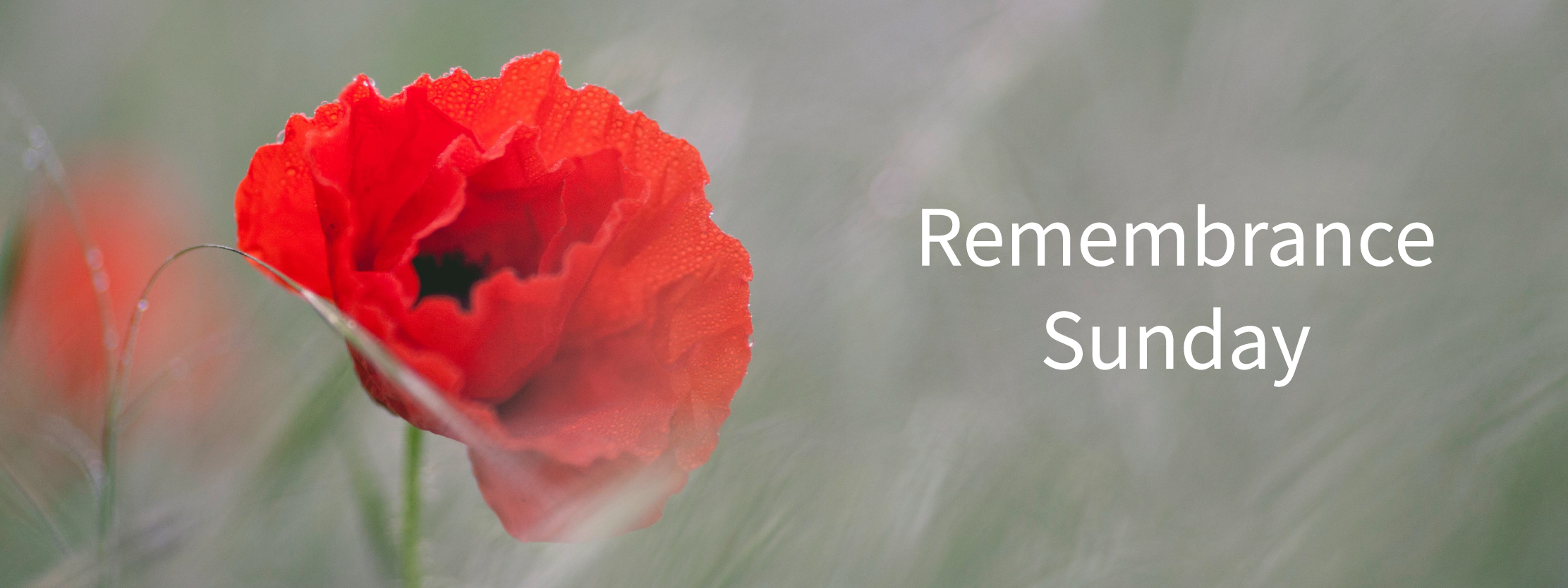 A poppy with the text: Remembrance Sunday